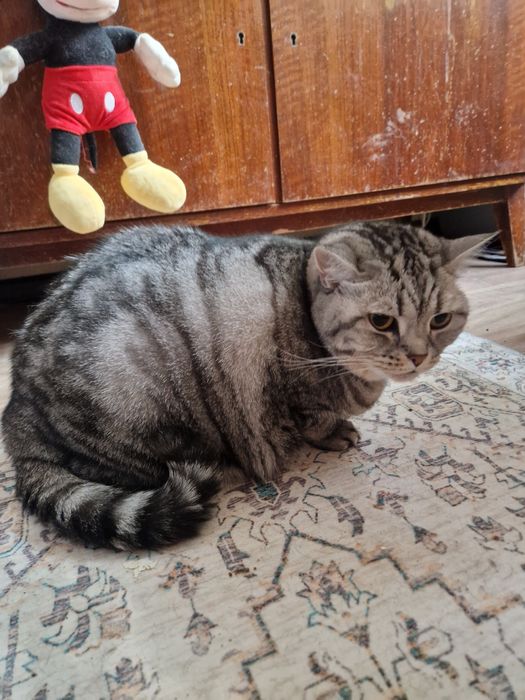 Найдена домашний кот