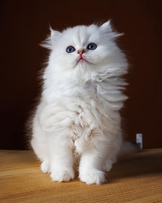 Длиношерстные серебро котята