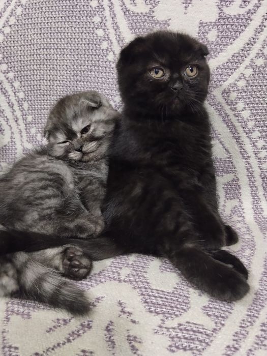Motanel scottish fold