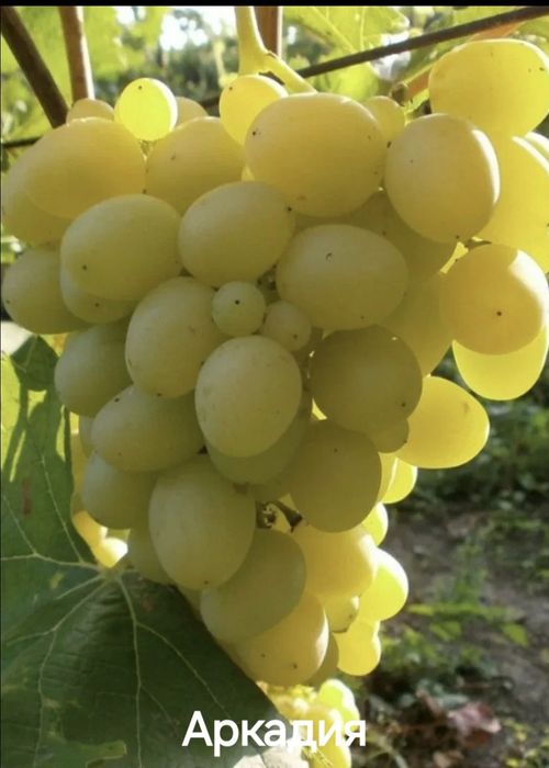 Саженцы винограда