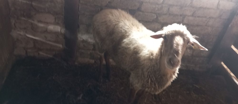 Продам овцу      .