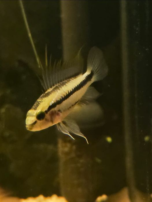 Апистограммы, Apistogramma, пары