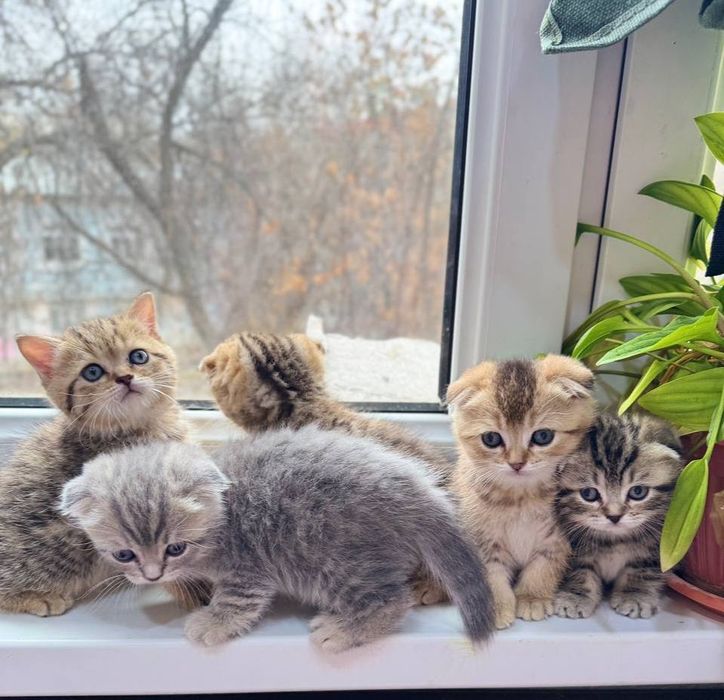 Котята золотой шиншилы