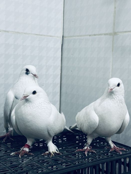 Кептерлер сатылады