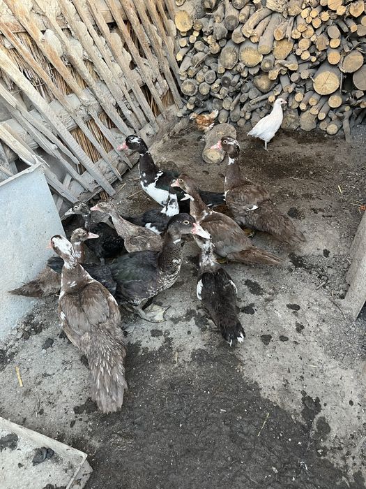 Продам уток 2-х месячных