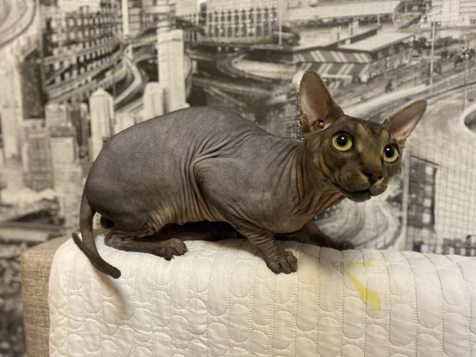 канадский сфинкс на вязку Алматы