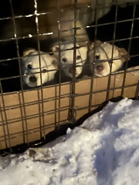 Отдам белых мишек