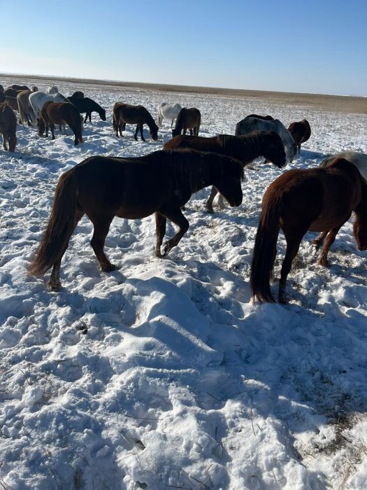 Жеребцы,отлично держат косяк