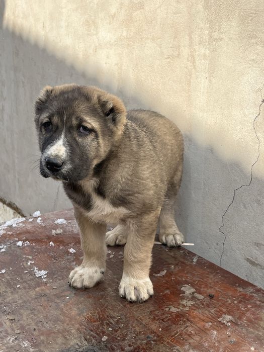 Алабай щенок кабель