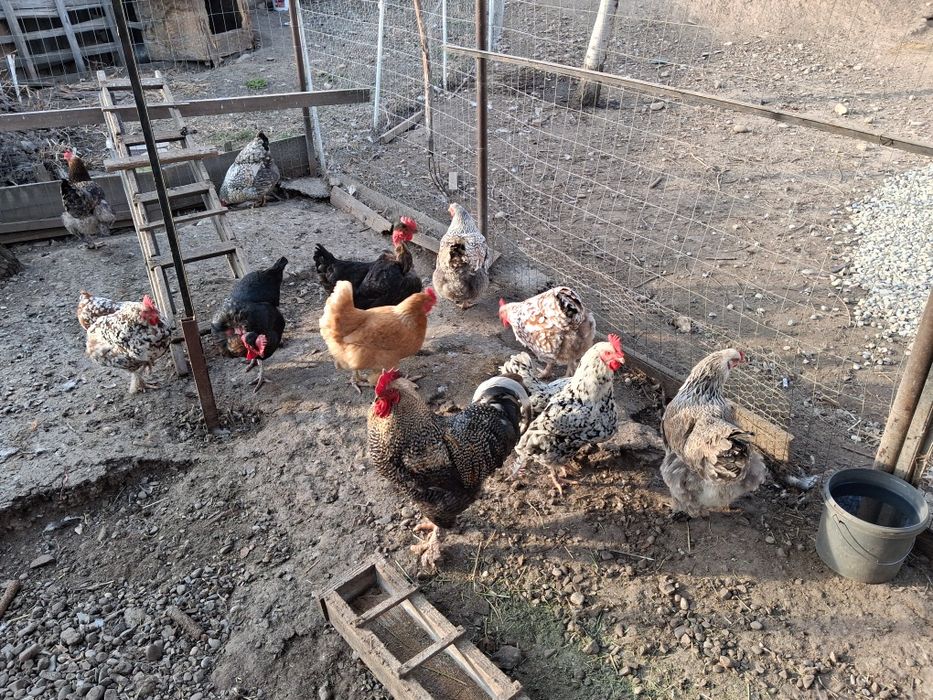 Vând oua pentru incubat