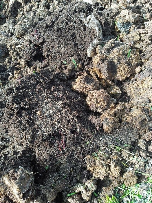 Biogumus-organik chiqindilar va Kaliforniya qizil chuvalchangi sotamiz