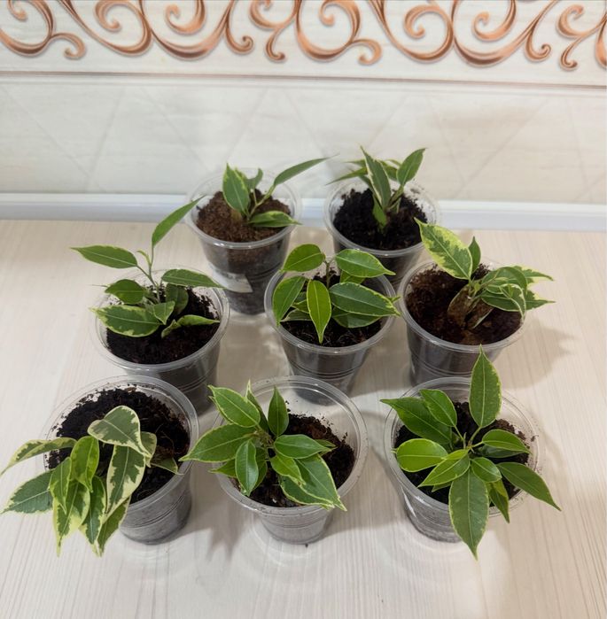 Продам фикусы черенки