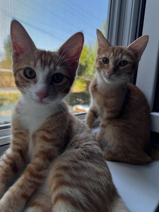 Котята отдам даром