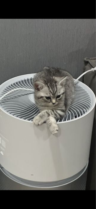 Котенок Британка 2мес