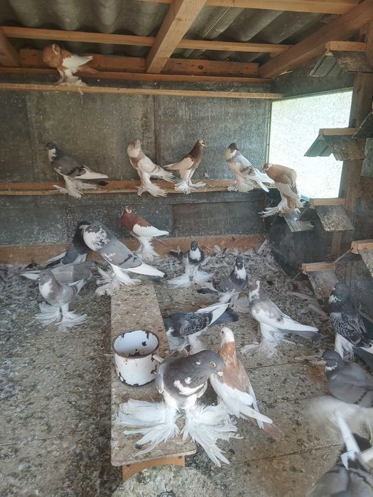 Vind porumbei gușați și toboșari germani