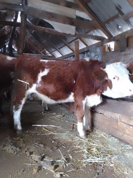 Vaci bălțate românești