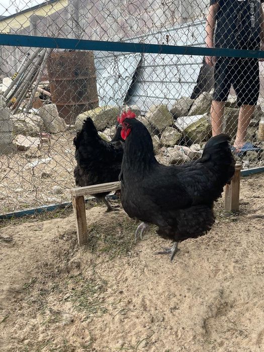 Яйцо Джерсиский гигант