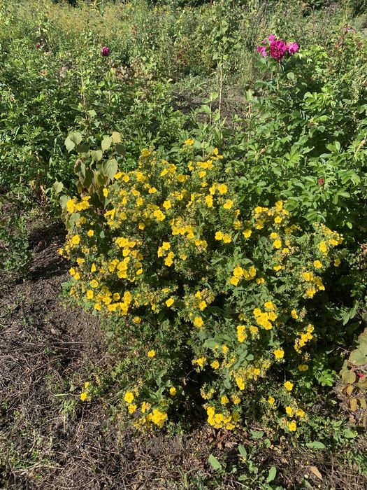 Саженцы деревьев