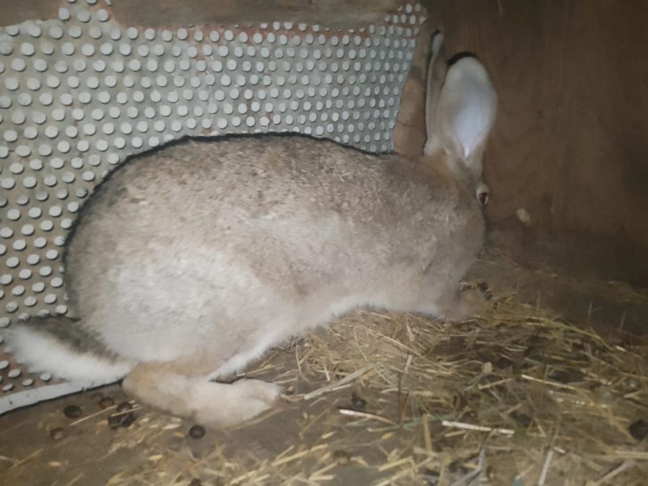 Продам или отмен на телефон