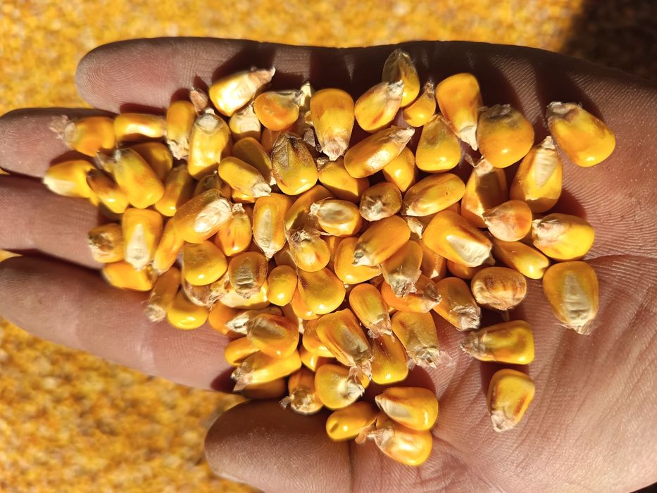 Porumb și grau de panificatie