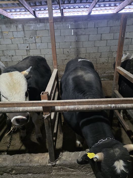 Бычки 15 голов  продам в круг