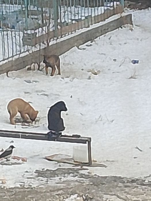 Щенки по 2-3 месяца