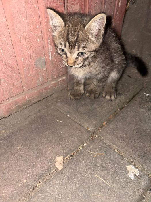 Отдадим котёнка в добрые руки