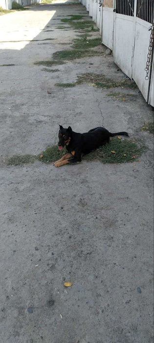 Отдам в добрые руки КОБЕЛЬ