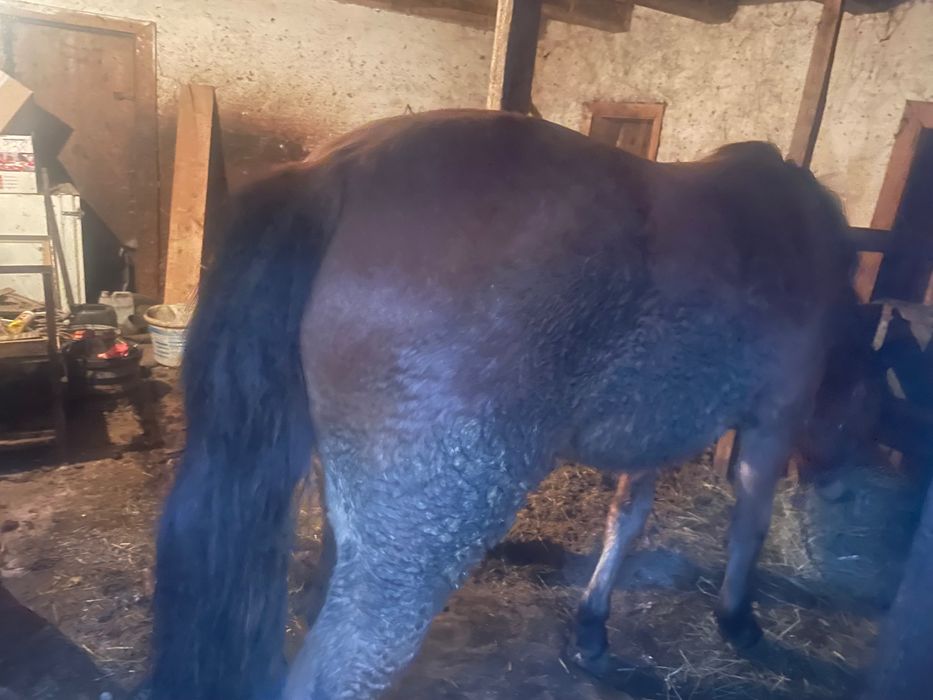 Mânză de 1 an si 7 luni