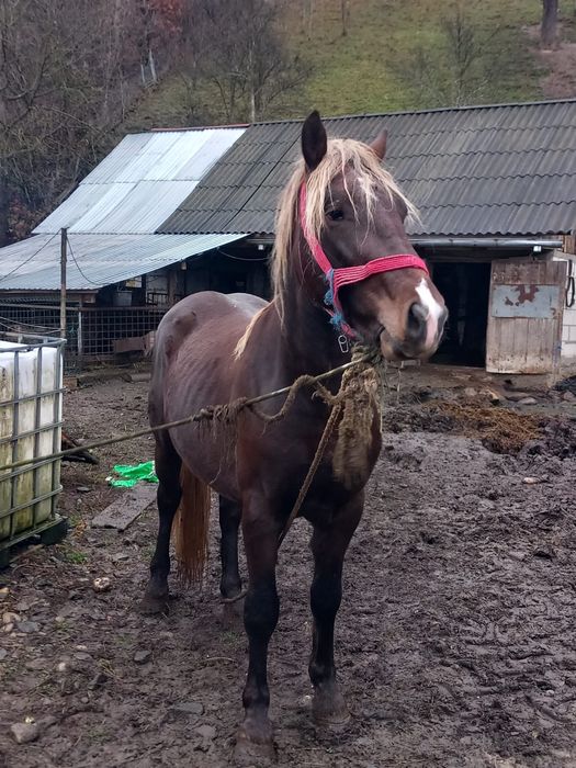 Vând mânz de 2 ani jumate nr (0763) 576 989