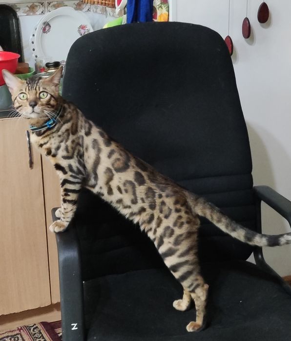 Недорого. Чистокровный, умный бенгал, 2 года.