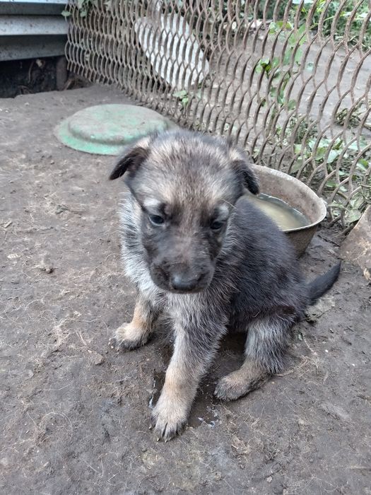 Щенки овчарки немецкой