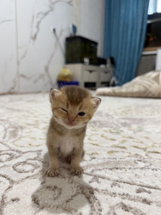 Котята золотая шиншила