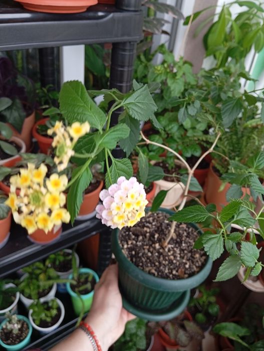 Продам растения для дома