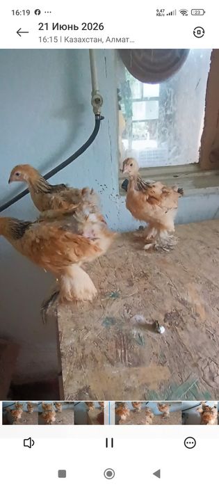 В продаже цыплята