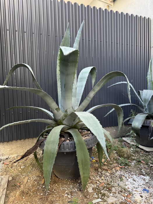 Aloe Vera ghiveci mare