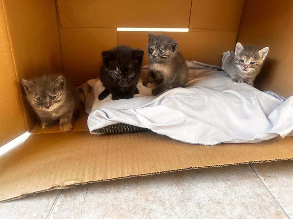 Котятки, около месяца