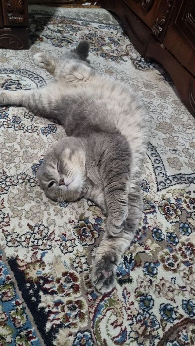 Scottish Fold sotiladi