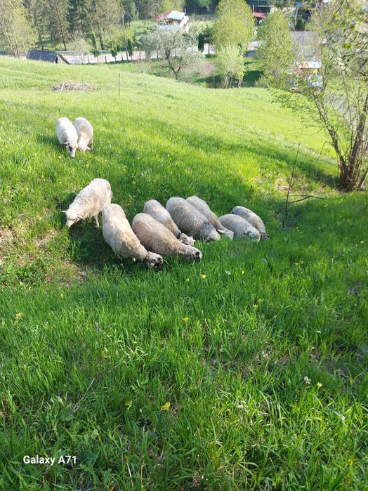 Vand oi 6 buc 3 oi cu miei mari si 3 carlane