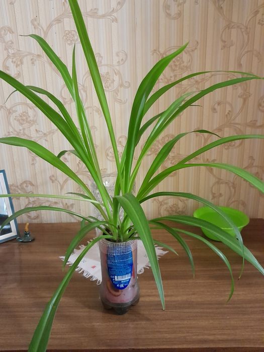 Хлорофитум продам