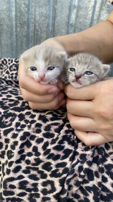 отдам котят девочки