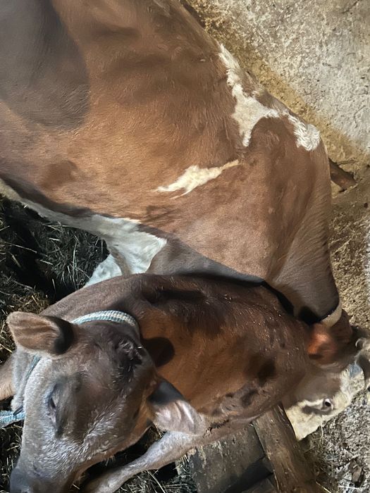 Vaca bălțata românească cu vitica nelgian