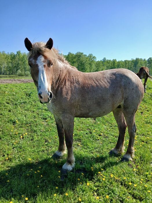 Продам жеребца,кобылы