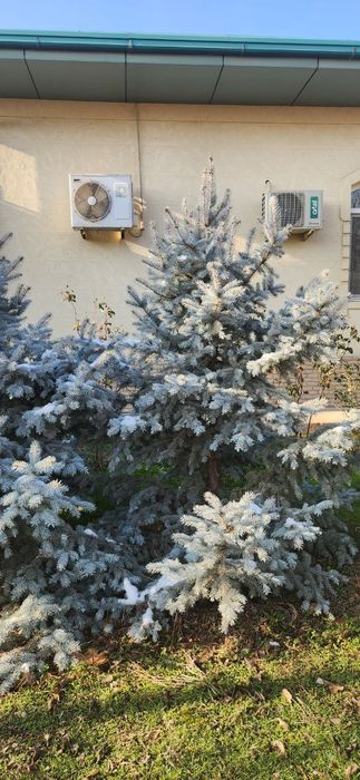 Продаю серебристые и голубые ельи