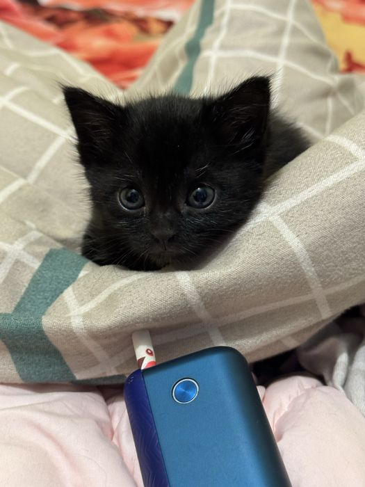 Отдаю кошечку в хорошие руки