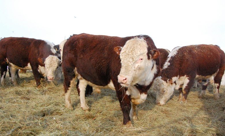 Согым-Натуральный!