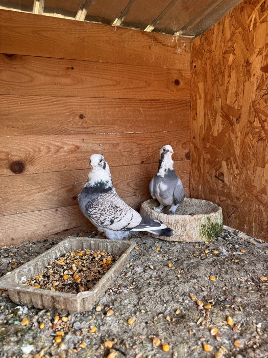 Pereche porumbei misirli