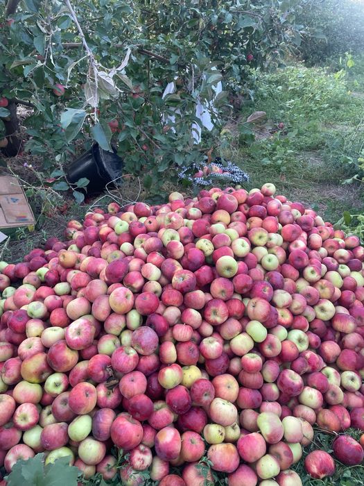 Яблоневый сад