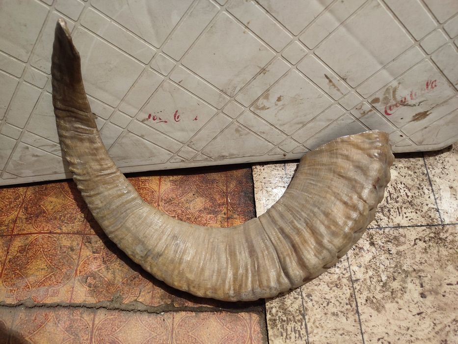 Продам рога сувенирные.