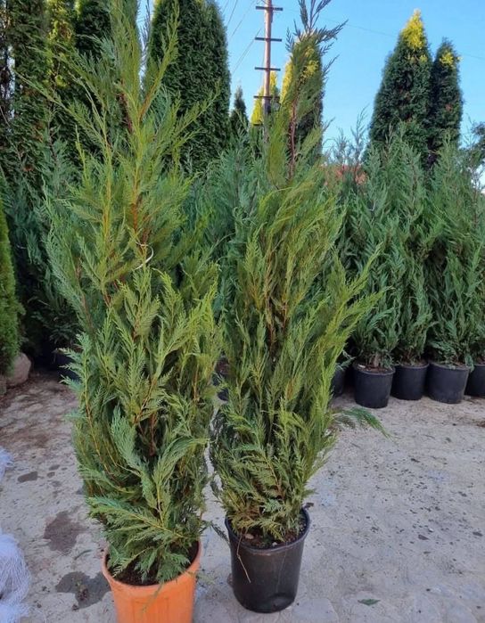 Vând tuia leylandii suntem producător oferim livrare gratuita în toată